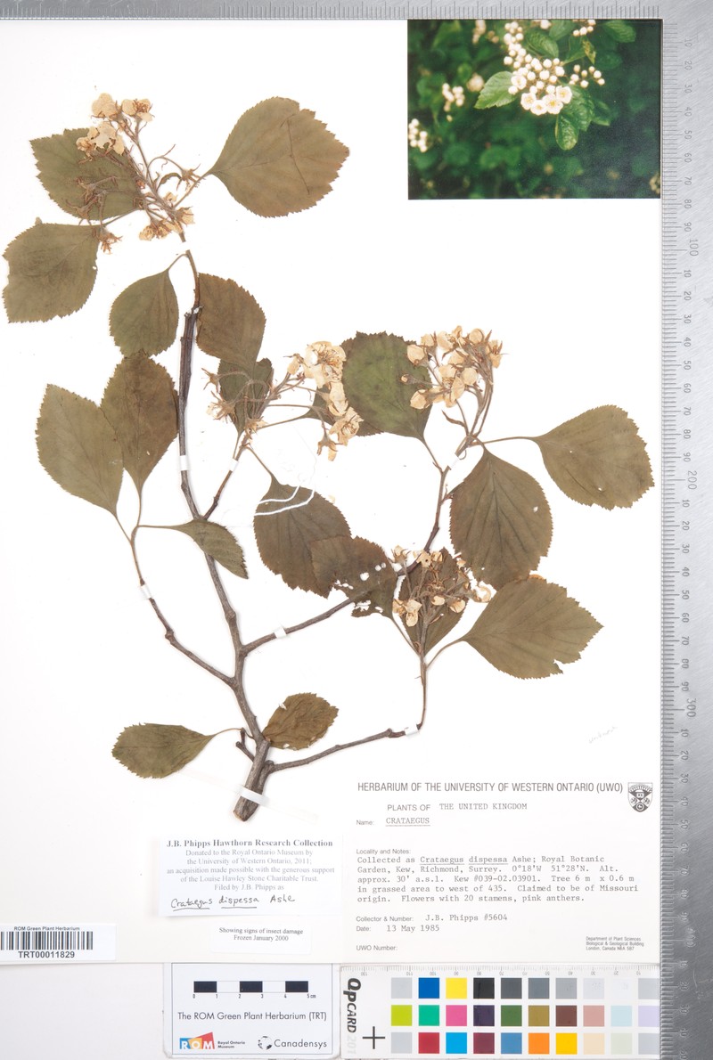 Mink Hawthorn photo 2