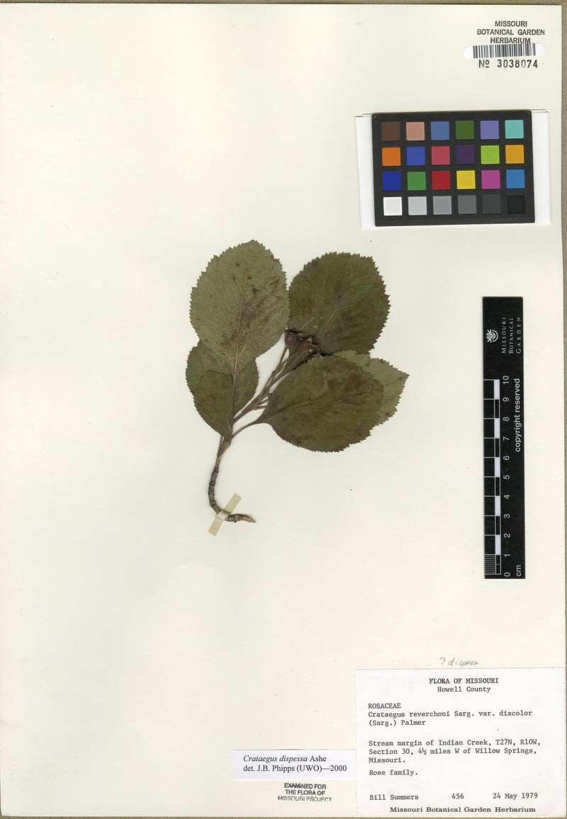 Mink Hawthorn photo 3