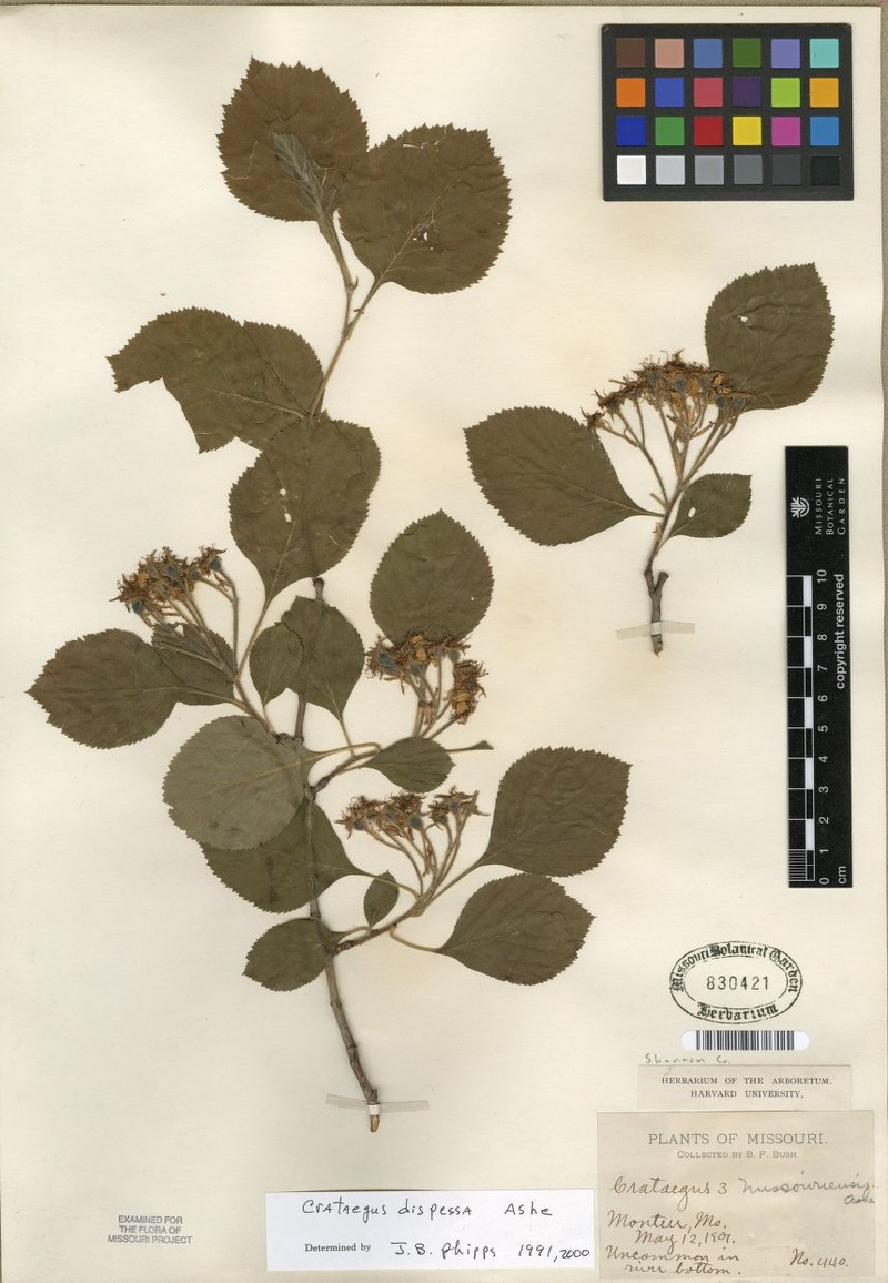 Mink Hawthorn photo 4