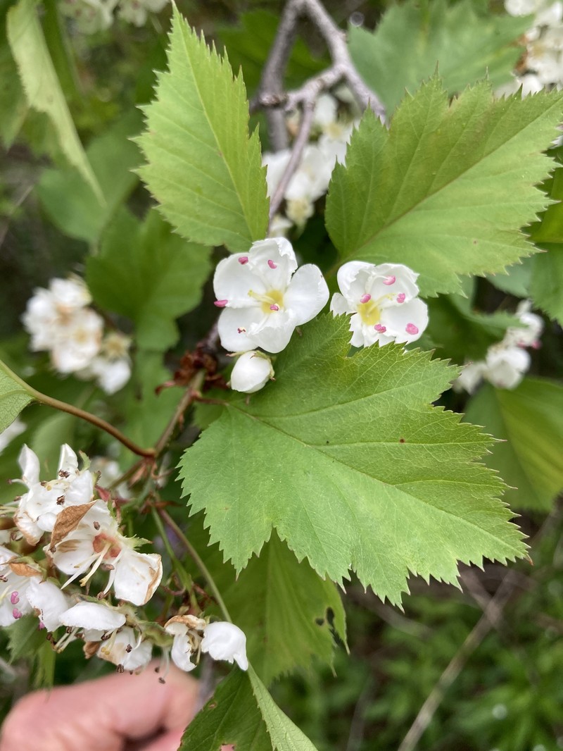 Crataegus × fretalis