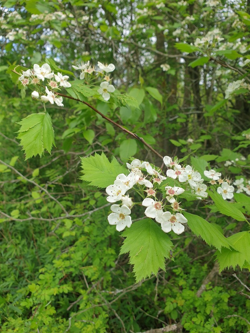 Crataegus × fretalis photo 2