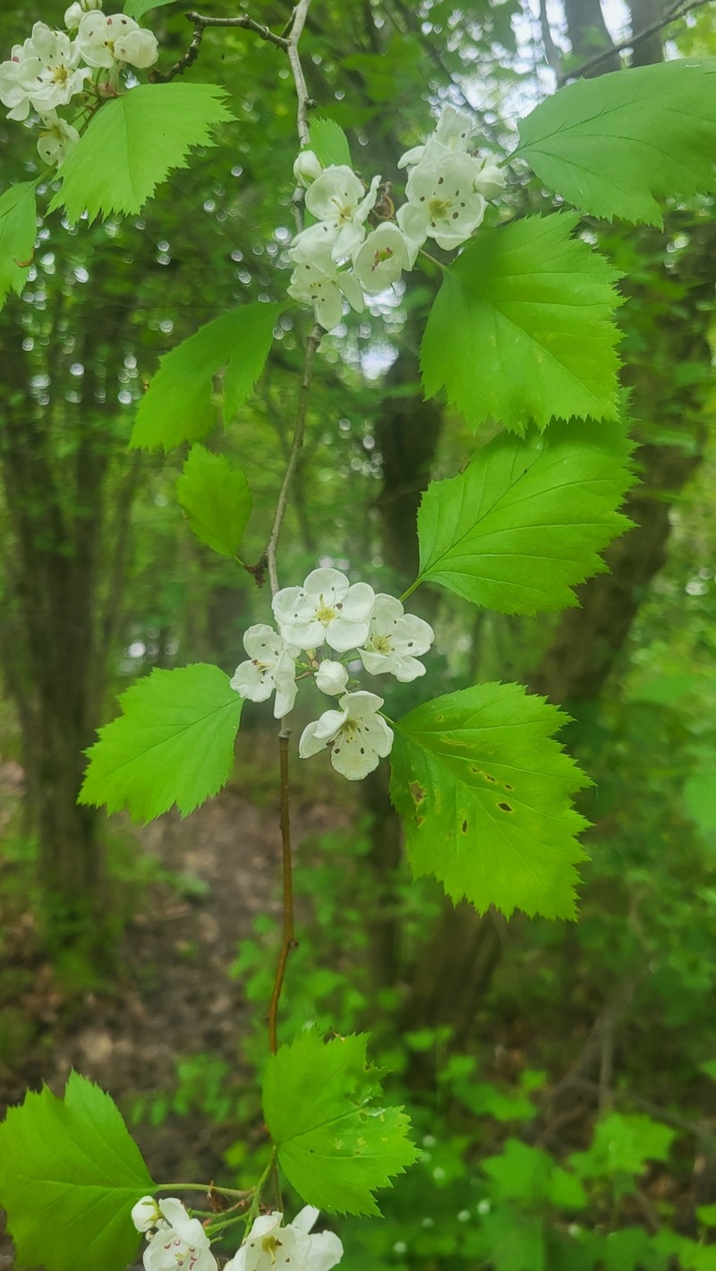 Crataegus × fretalis photo 4