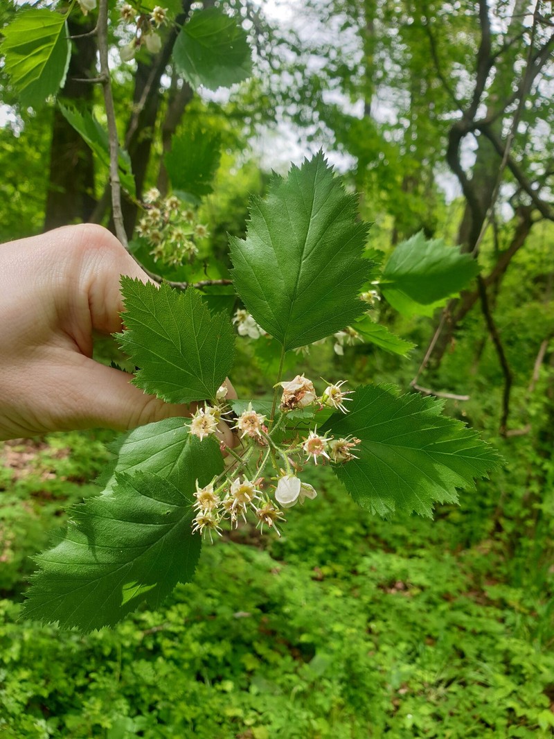 Crataegus × fretalis photo 5
