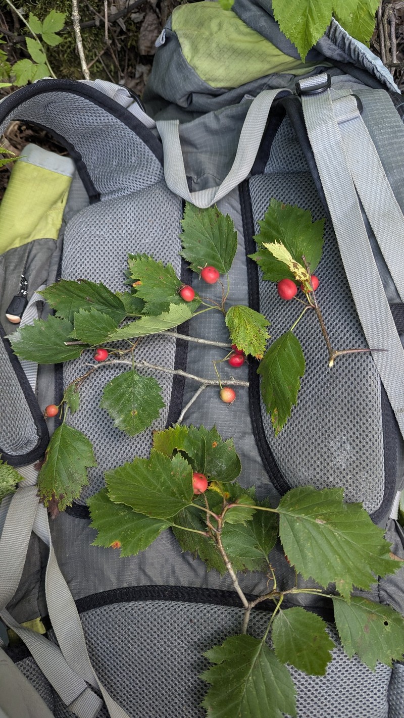 Crataegus × fretalis photo 6