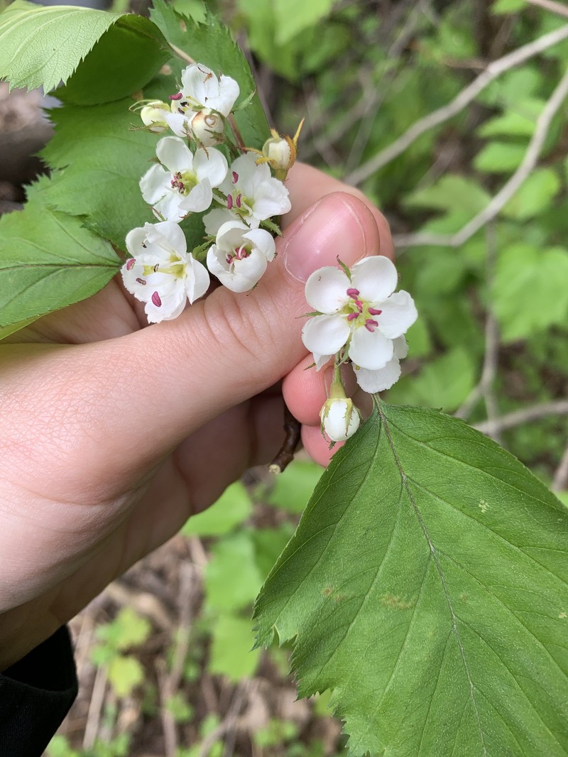 Crataegus × fretalis photo 7