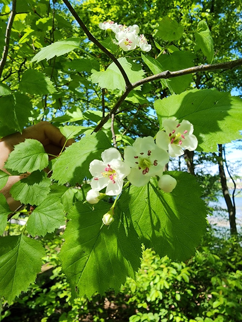 Crataegus × fretalis photo 8