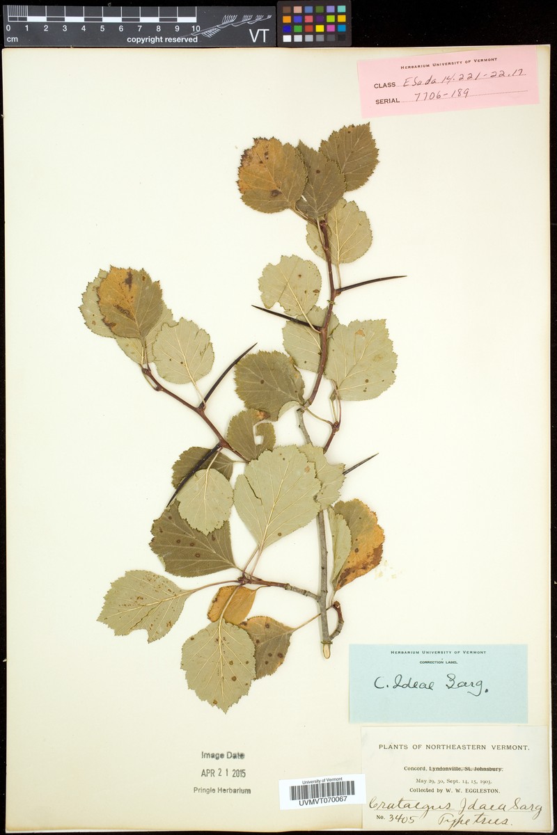 Concord Hawthorn photo 2