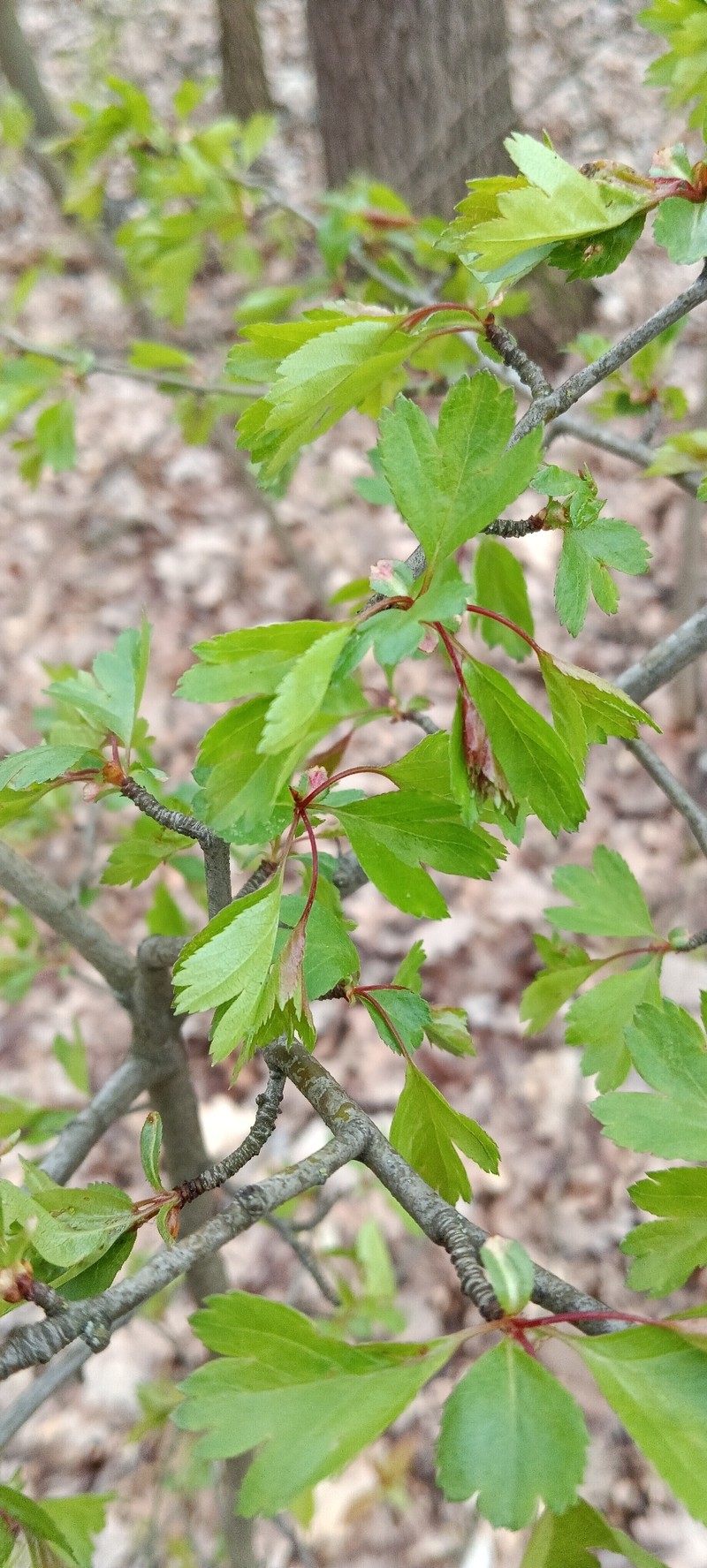 Crataegus × kyrtostyla
