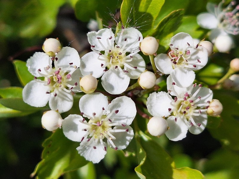 Crataegus × kyrtostyla photo 2