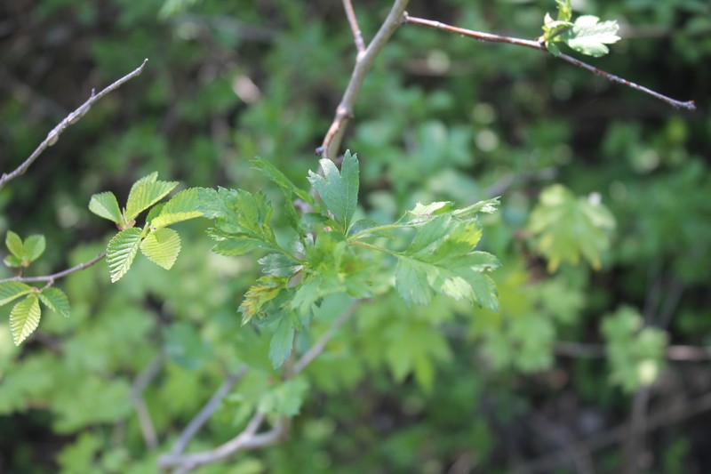 Crataegus × kyrtostyla photo 3
