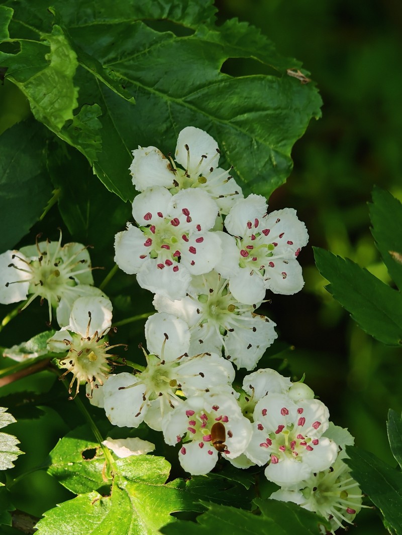 Crataegus × kyrtostyla photo 4