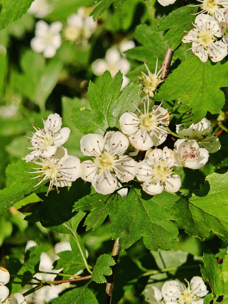Crataegus × kyrtostyla photo 5