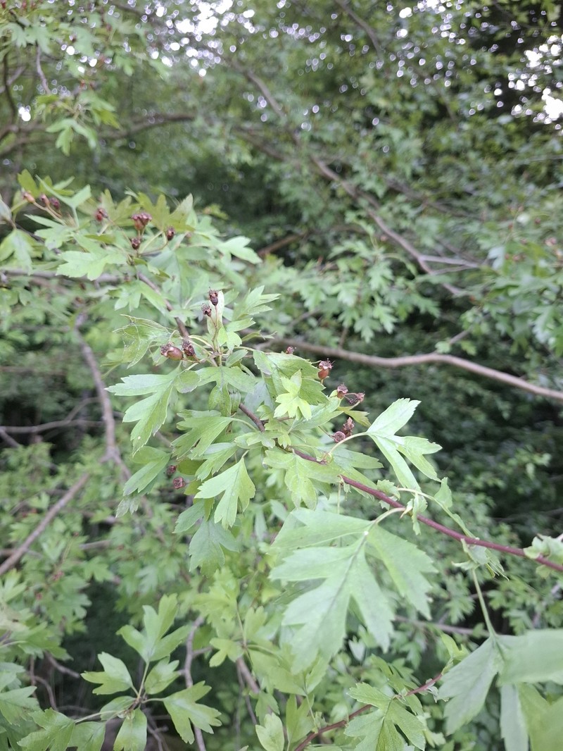 Crataegus × kyrtostyla photo 6