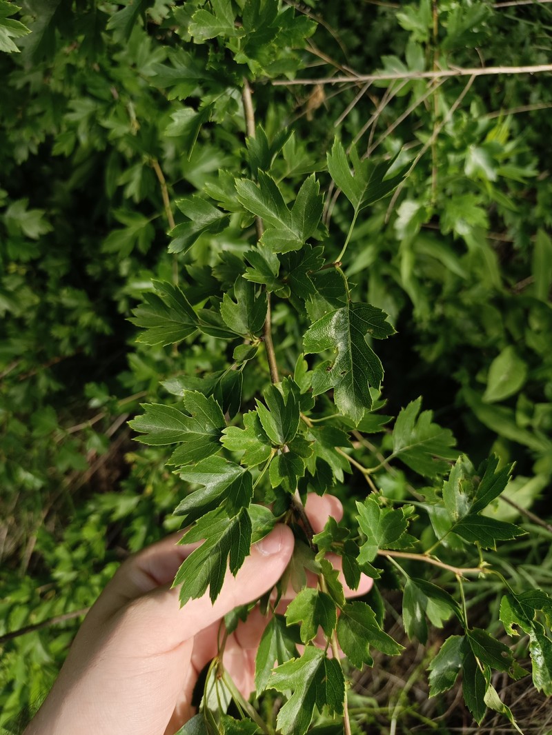 Crataegus × kyrtostyla photo 7