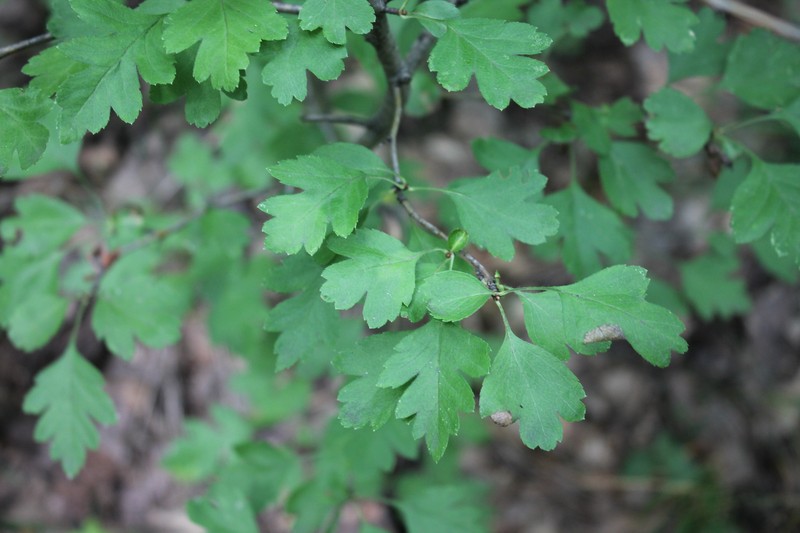Crataegus × kyrtostyla photo 8
