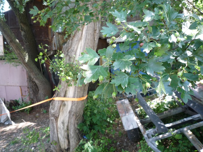 Crataegus × kyrtostyla nothovar. domicensis
