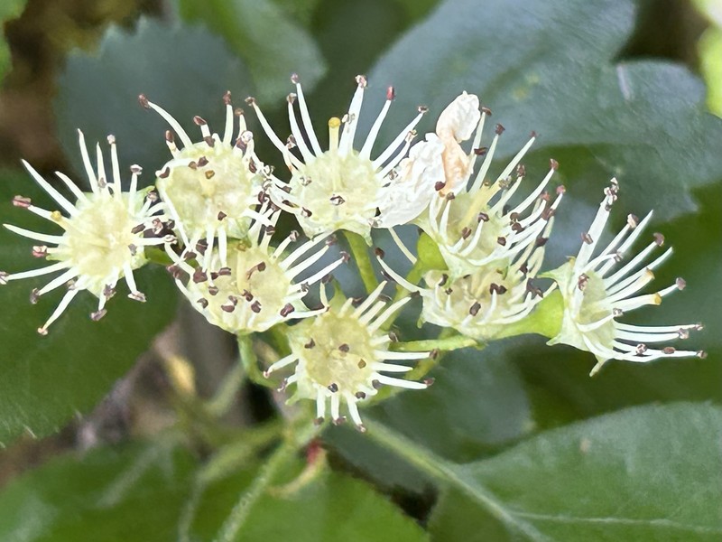 Crataegus × macrocarpa