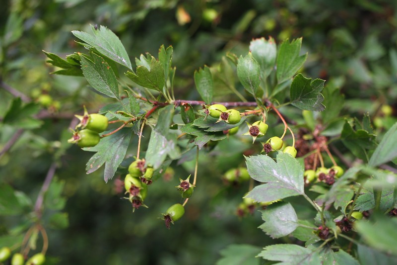 Crataegus × macrocarpa photo 2
