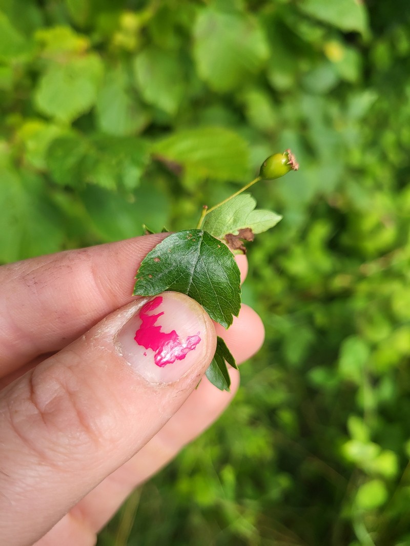 Crataegus × macrocarpa photo 3