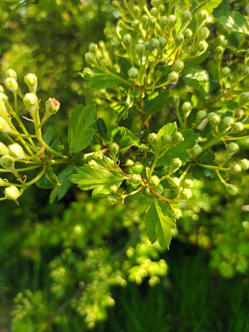Crataegus × macrocarpa photo 4