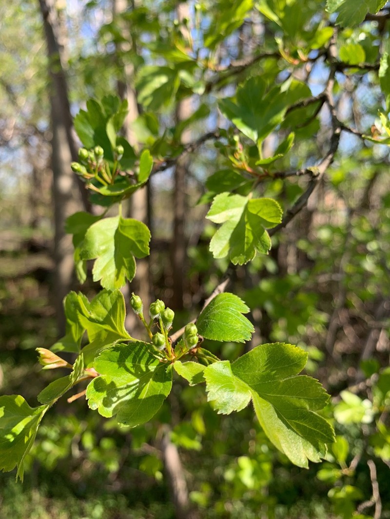 Crataegus × macrocarpa photo 6