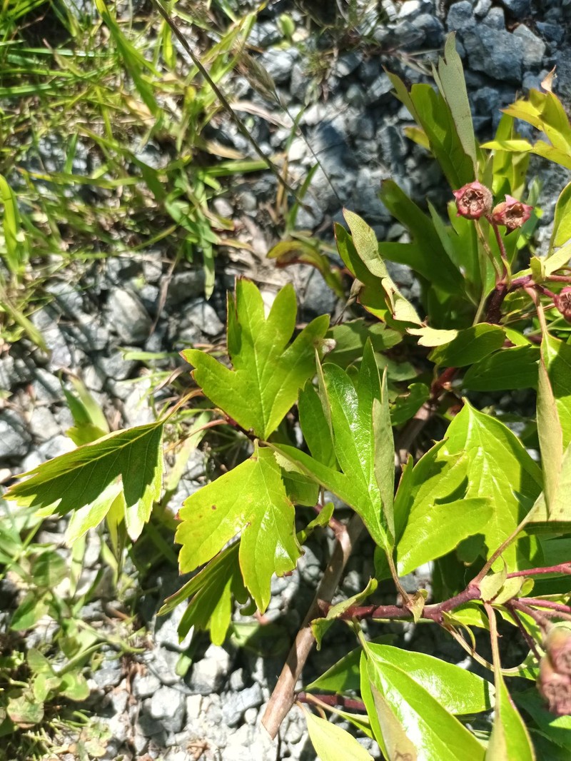 Crataegus × macrocarpa photo 7