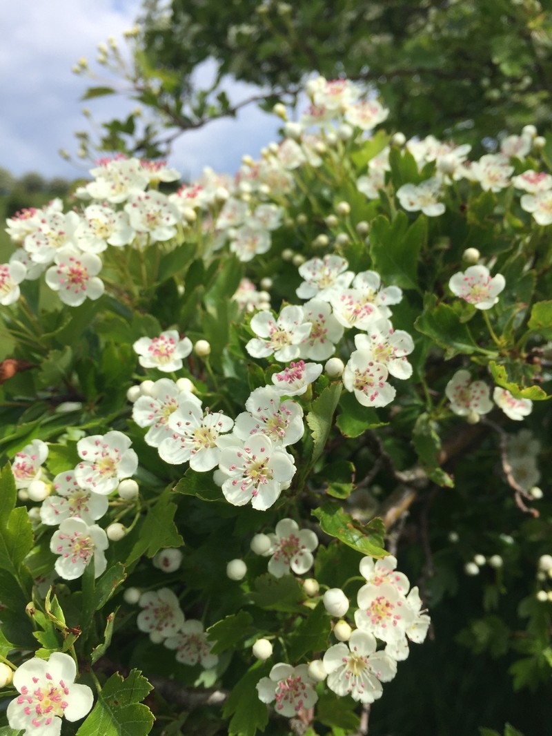 Crataegus × macrocarpa photo 8