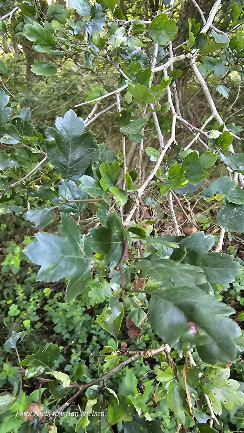 Crataegus × macrocarpa nothovar. macrocarpa photo 3