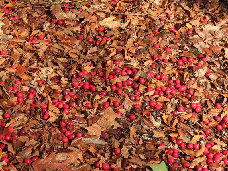 hybrid hawthorn
