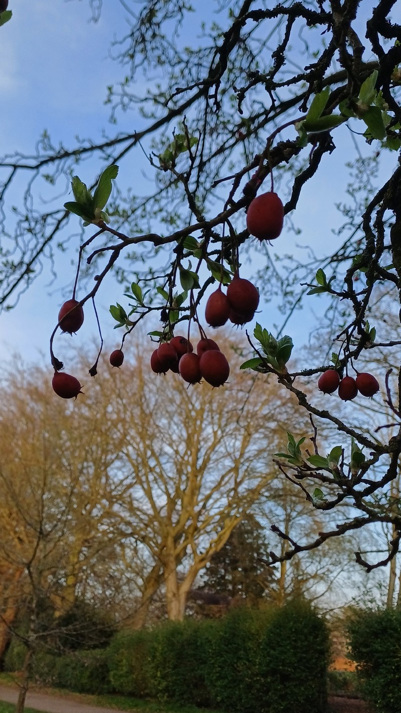 hybrid hawthorn photo 2