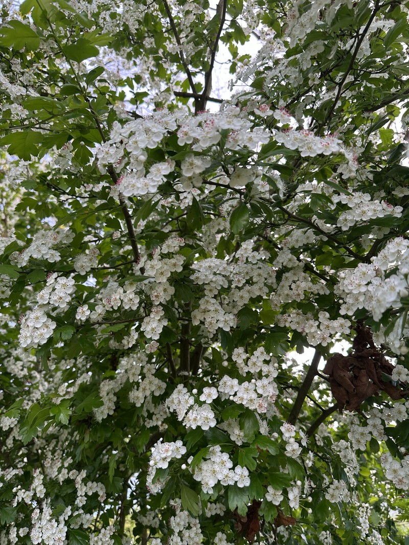 hybrid hawthorn photo 3
