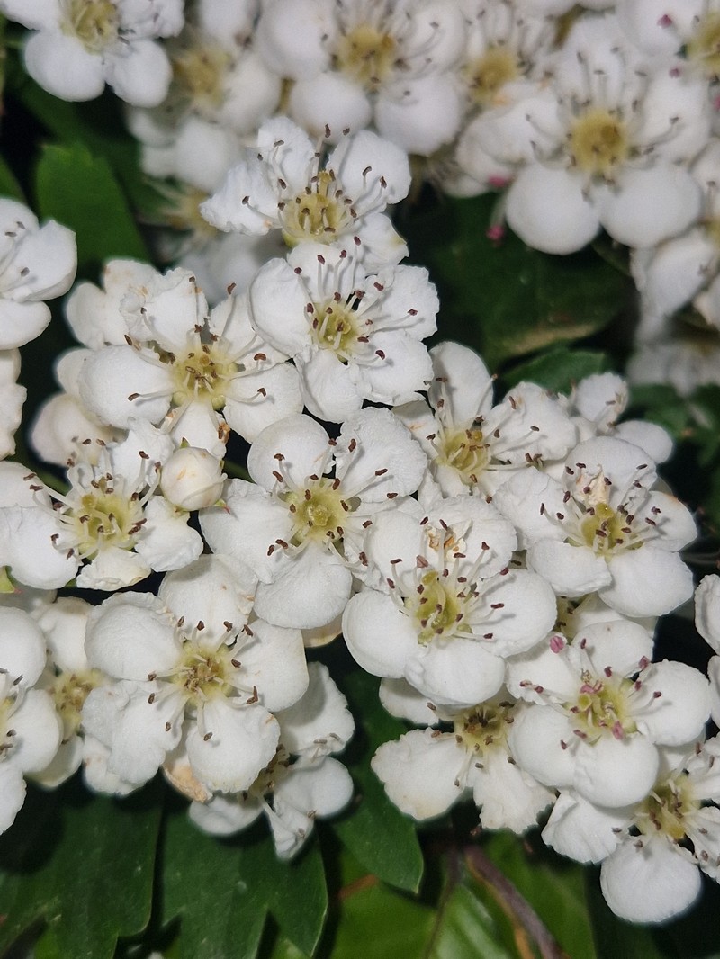 hybrid hawthorn photo 4