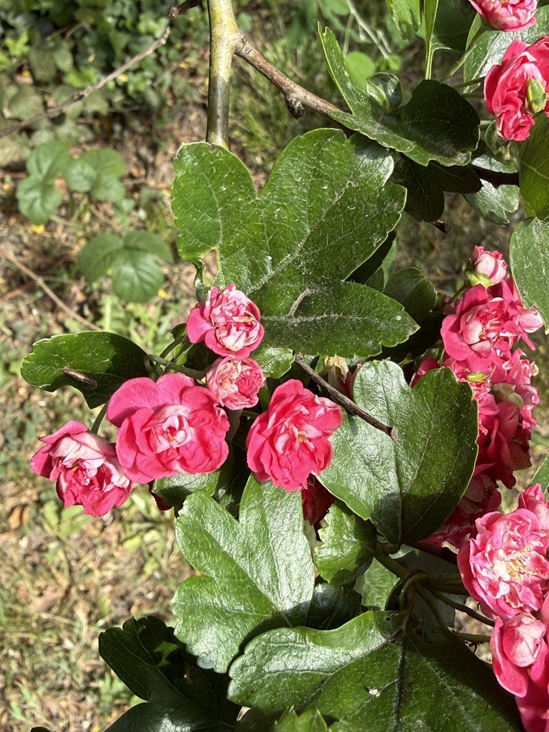 hybrid hawthorn photo 5