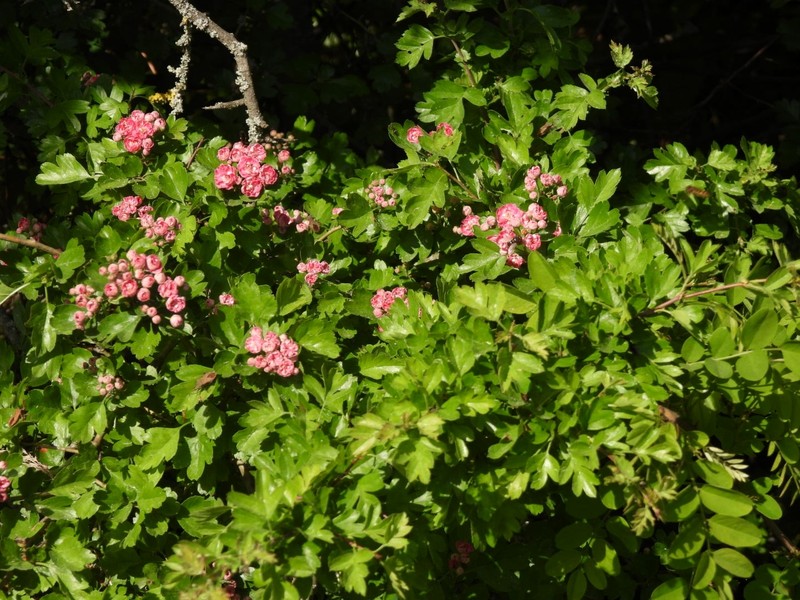 hybrid hawthorn photo 6