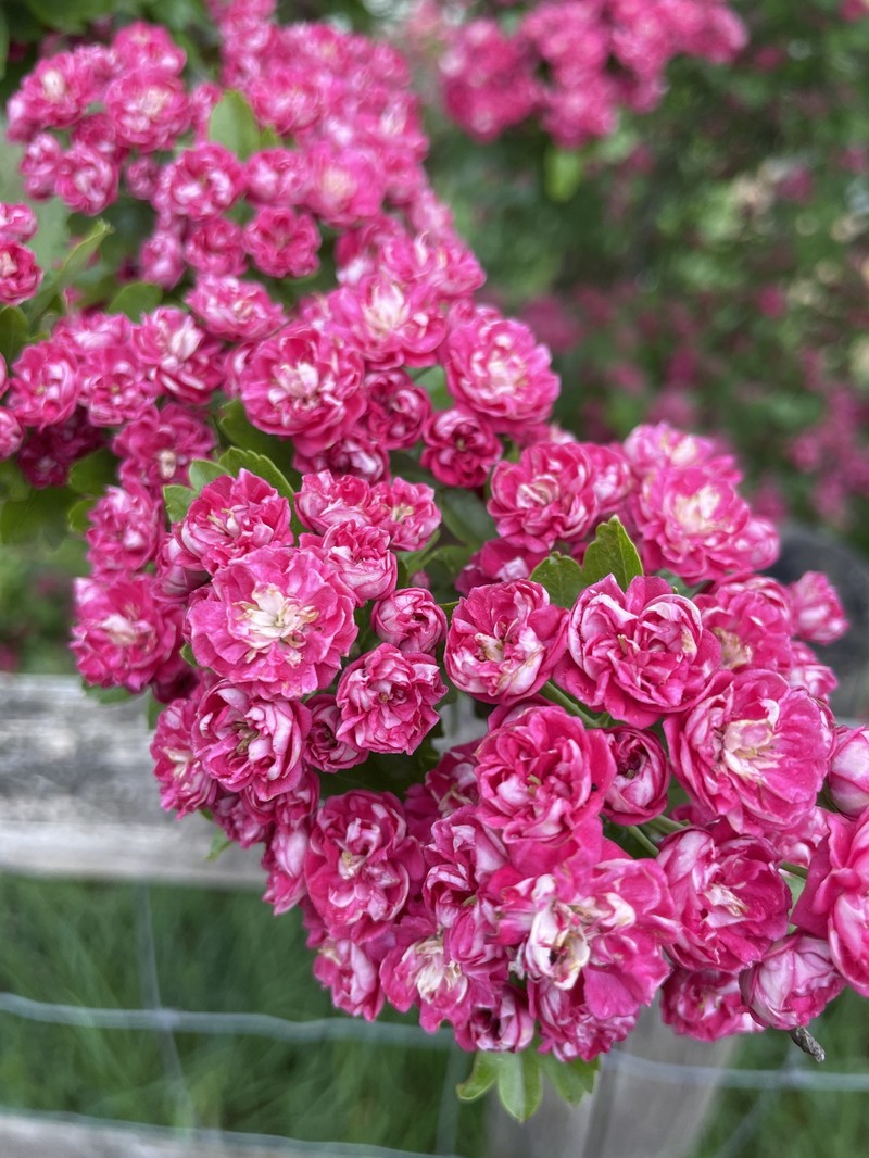 hybrid hawthorn photo 7
