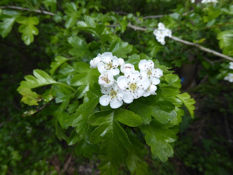 hybrid hawthorn photo 8