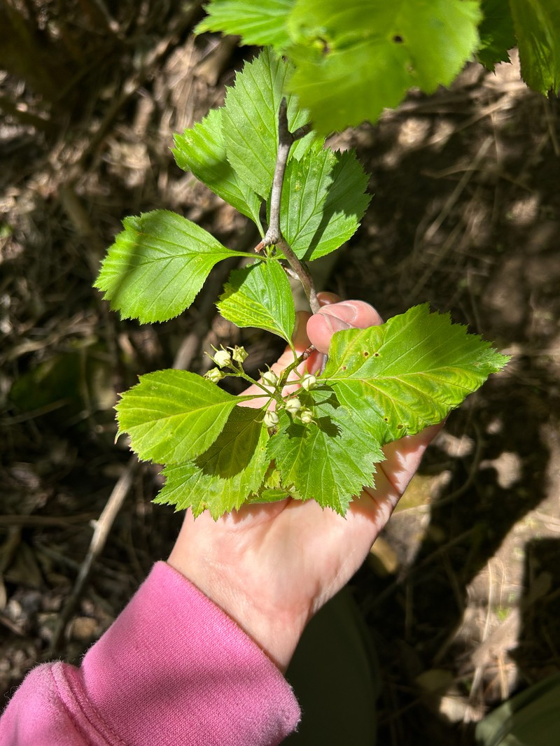 Hawthorn photo 5