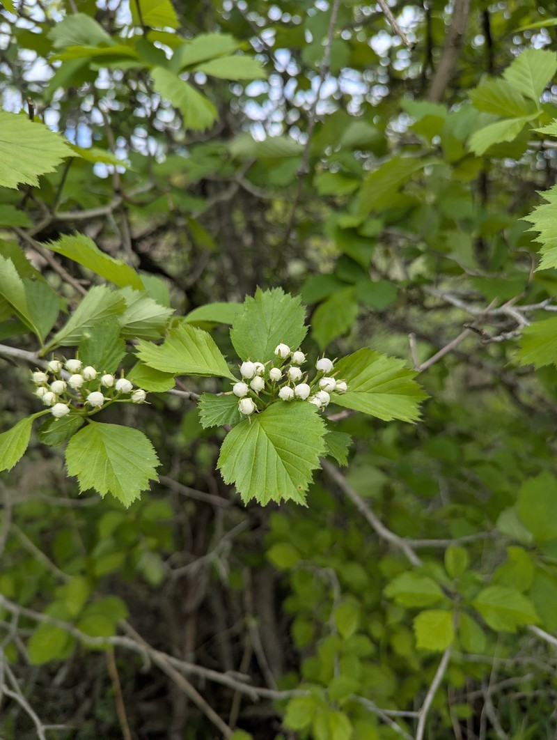 Hawthorn