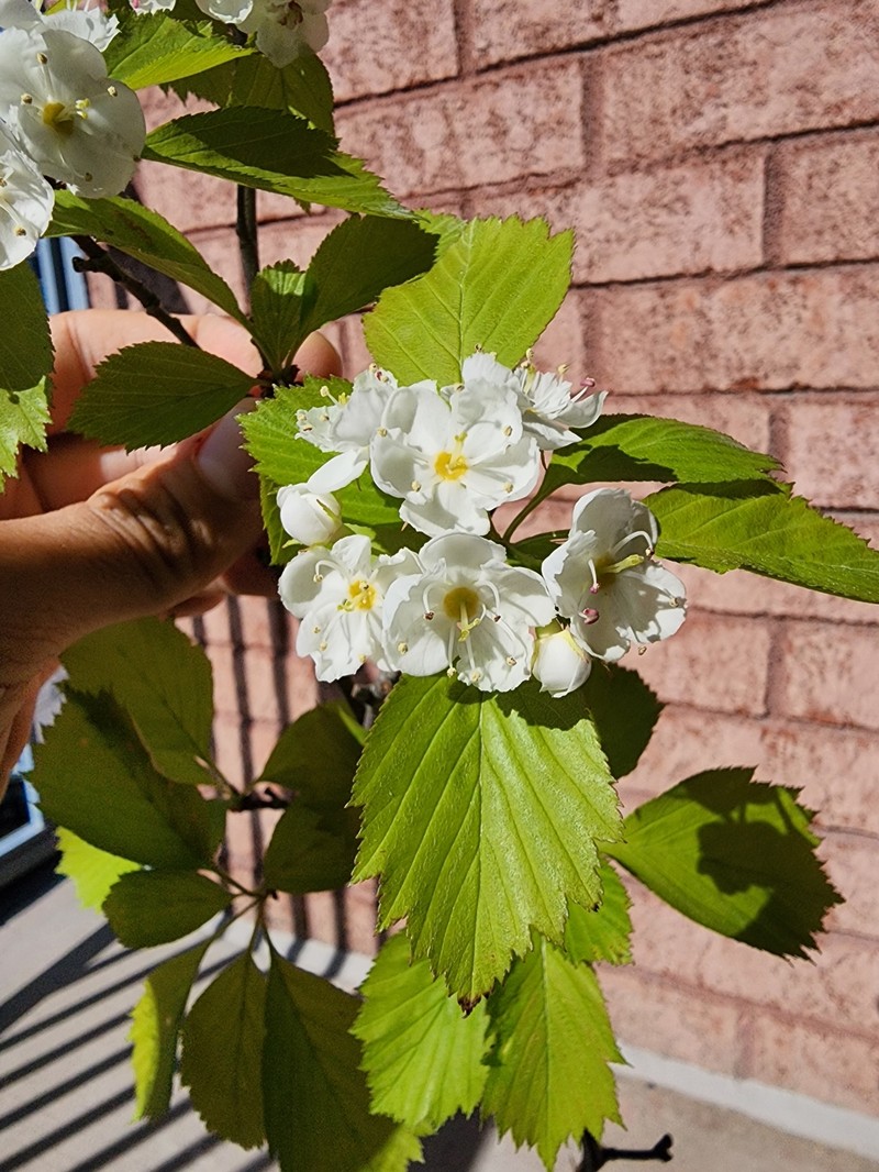 Hawthorn photo 2