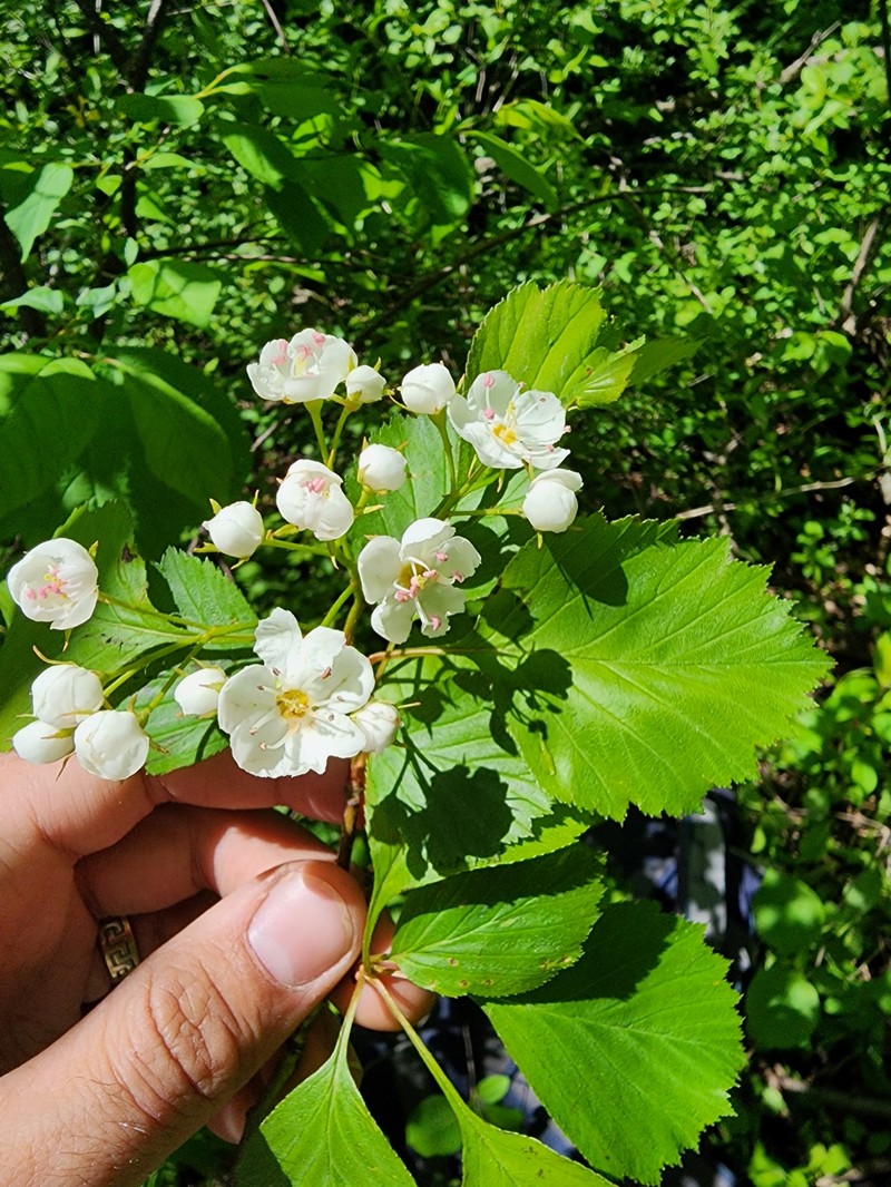 Hawthorn photo 3