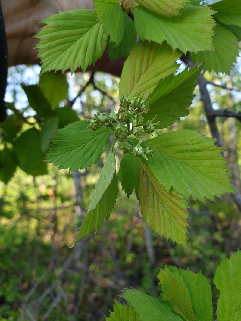 Hawthorn photo 4