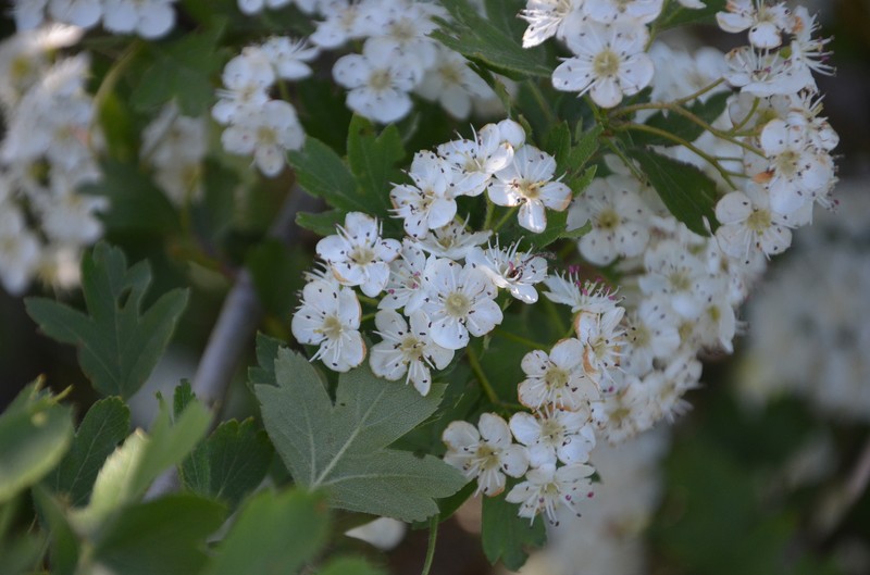Crataegus × rubrinervis