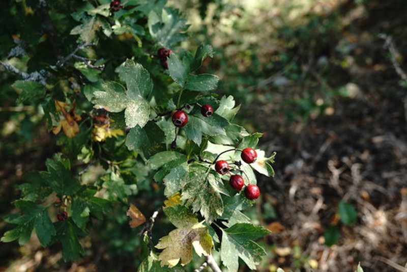 Crataegus × rubrinervis photo 2