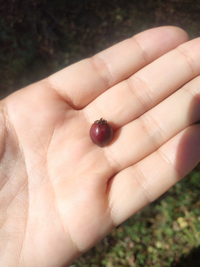 Crataegus × rubrinervis photo 3