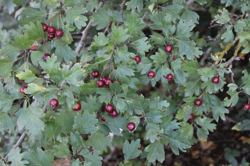 Crataegus × rubrinervis photo 4