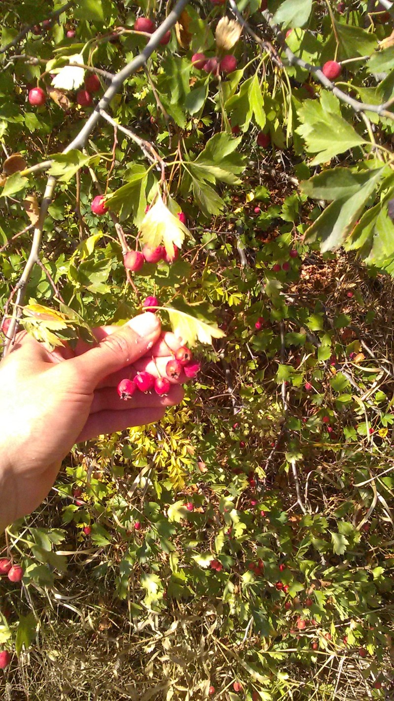 Crataegus × rubrinervis photo 5