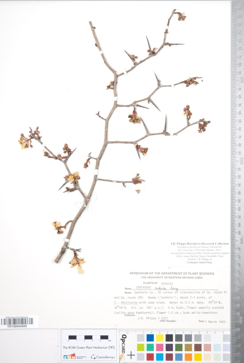Rusty Hawthorn