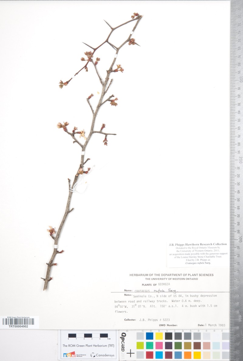 Rusty Hawthorn photo 2
