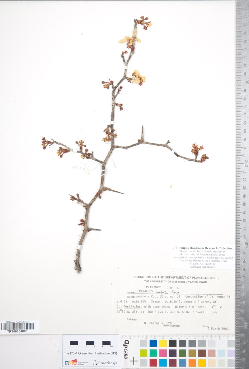 Rusty Hawthorn photo 3