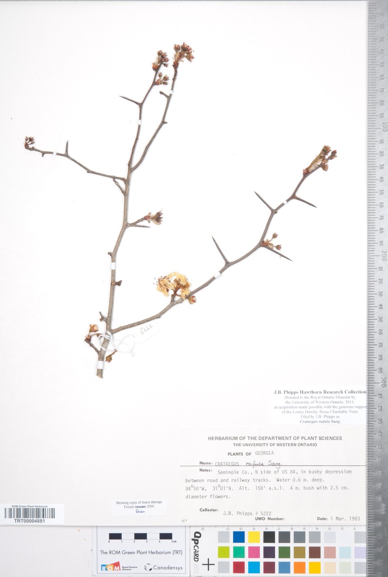 Rusty Hawthorn photo 4